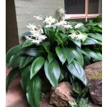 Nagyvirágú amazonliliom- Örömke - Eucharis