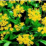 Aranysárga díszhagyma