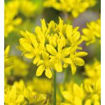 Aranysárga díszhagyma