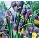 Asszír kockásliliom - Fritillaria uva-vulpis
