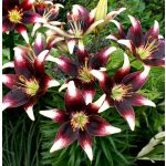 Ázsiai liliom - Netty's Pride