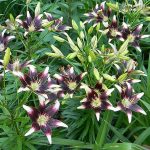 Ázsiai liliom - Netty's Pride