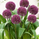 Balkon díszhagyma - Ostara