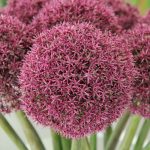 Balkon díszhagyma - Ostara