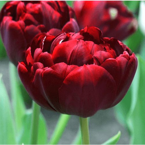 Bazsarózsa virágú tulipán Uncle Tom