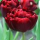 Bazsarózsa virágú tulipán Uncle Tom