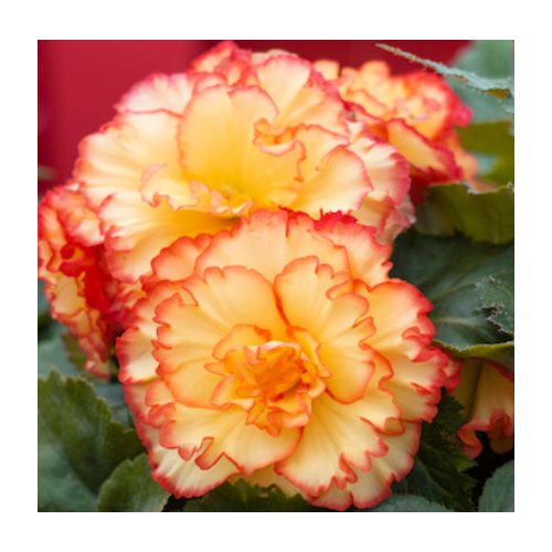 Begónia Picotee Orange - különleges begónia