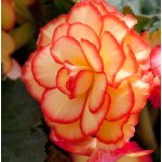 Begónia Picotee Orange