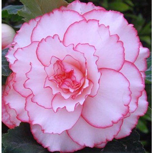 Begónia Picotee Rose - különleges begónia