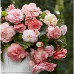 Begónia Splendid Flamenca - csüngő begónia