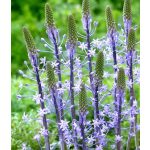 Blue Arrow csillagvirág