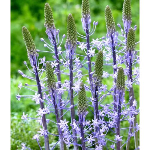 Blue Arrow csillagvirág