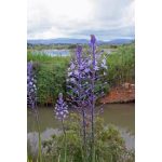 Blue Arrow csillagvirág