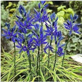 Blue Melody prérigyertya - Camassia