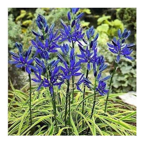 Blue Melody prérigyertya - Camassia