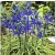 Blue Melody prérigyertya - Camassia