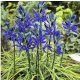 Blue Melody prérigyertya - Camassia