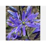 Blue Melody prérigyertya - Camassia