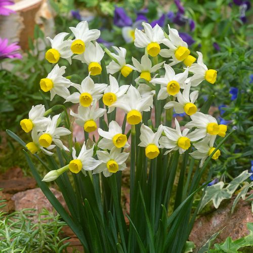 Botanikai nárcisz - Narcissus canaliculatus