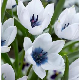 Botanikai tulipán - Coerulea Oculata Alba