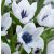 Botanikai tulipán - Coerulea Oculata Alba