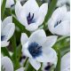 Botanikai tulipán - Coerulea Oculata Alba