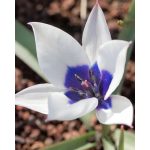 Botanikai tulipán - Coerulea Oculata Alba