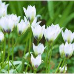 Botanikai tulipán - Coerulea Oculata Alba