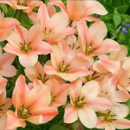 Csokros botanikai tulipán - Honky Tonk, citromsárga botanikai tulipán