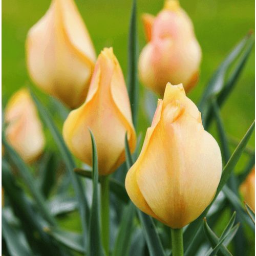 Csokros botanikai tulipán - Honky Tonk, citromsárga botanikai tulipán