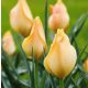 Csokros botanikai tulipán - Honky Tonk, citromsárga botanikai tulipán