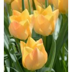 Csokros botanikai tulipán - Honky Tonk, citromsárga botanikai tulipán