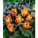 Csokros botanikai tulipán - Honky Tonk, citromsárga botanikai tulipán