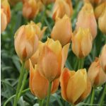 Csokros botanikai tulipán - Honky Tonk, citromsárga botanikai tulipán