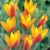 Csokros botanikai tulipán - Honky Tonk, citromsárga botanikai tulipán