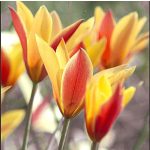 Csokros botanikai tulipán - Honky Tonk, citromsárga botanikai tulipán