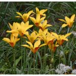 Csokros botanikai tulipán - Honky Tonk, citromsárga botanikai tulipán