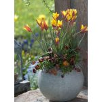 Csokros botanikai tulipán - Honky Tonk, citromsárga botanikai tulipán
