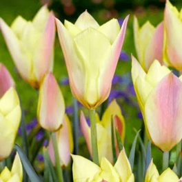 Csokros botanikai tulipán - Honky Tonk, citromsárga botanikai tulipán