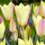 Csokros botanikai tulipán - Honky Tonk, citromsárga botanikai tulipán