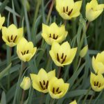 Csokros botanikai tulipán - Honky Tonk, citromsárga botanikai tulipán