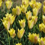 Csokros botanikai tulipán - Honky Tonk, citromsárga botanikai tulipán