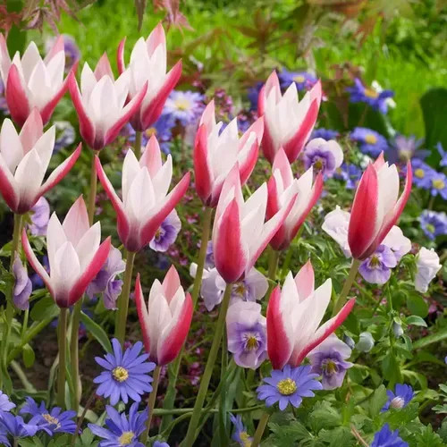 Botanikai tulipán - piros-fehér színű, Peppermint Stick