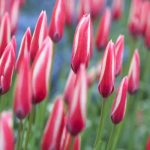 Botanikai tulipán - piros-fehér színű, Peppermint Stick