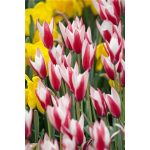 Botanikai tulipán - piros-fehér színű, Peppermint Stick