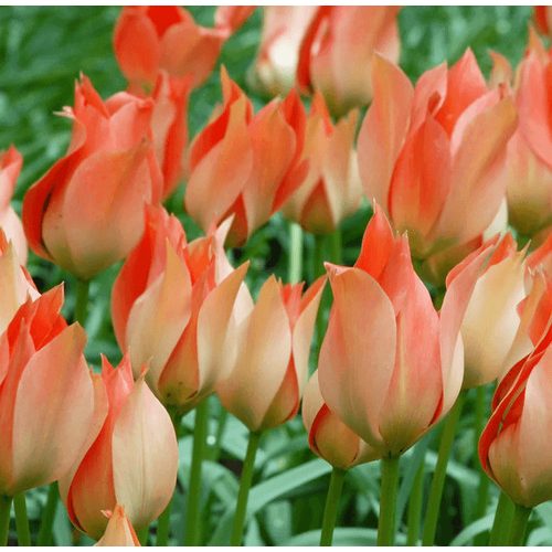 Csokros botanikai tulipán - Honky Tonk, citromsárga botanikai tulipán