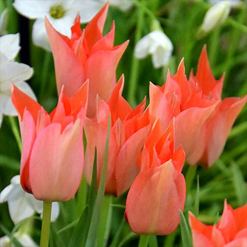 Csokros botanikai tulipán - Honky Tonk, citromsárga botanikai tulipán