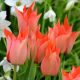 Csokros botanikai tulipán - Honky Tonk, citromsárga botanikai tulipán