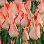 Csokros botanikai tulipán - Honky Tonk, citromsárga botanikai tulipán