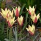 Piros-sárga botanikai tulipán, Tinka